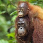 http://www.orangutan.com/palmed-off-is-your-dinner-killing-orangutans/